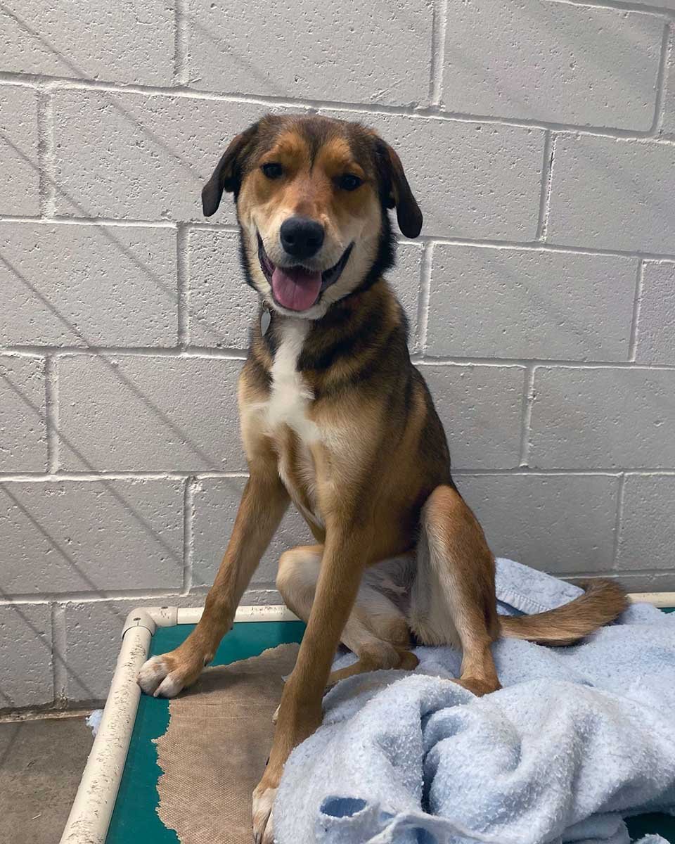 Perrita escapa de casa y regresa con sus antiguos amigos