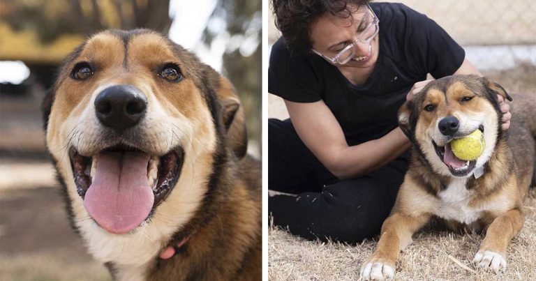 Perrita escapa de casa y vuelve al lugar donde sabía que la ayudarían
