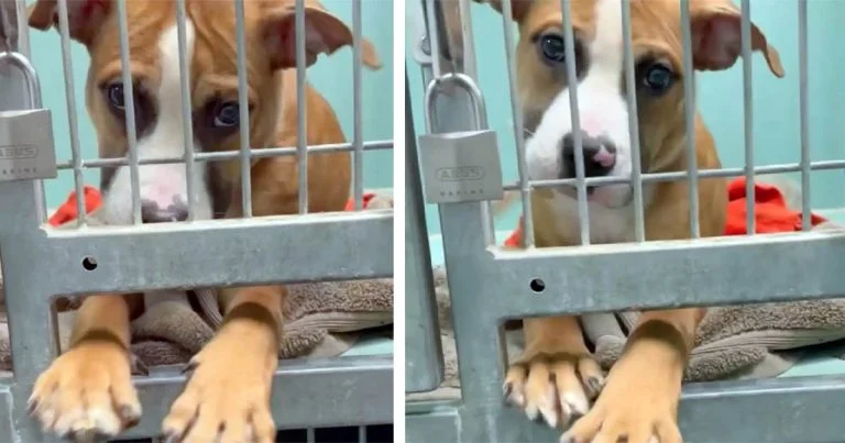 Perrita pide a las personas que jueguen con ella a través de los barrotes en el refugio