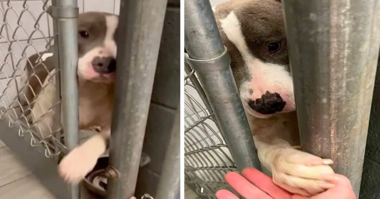 Perrita solitaria pasa la pata a través de las rejas para tomar de la mano a los que pasan