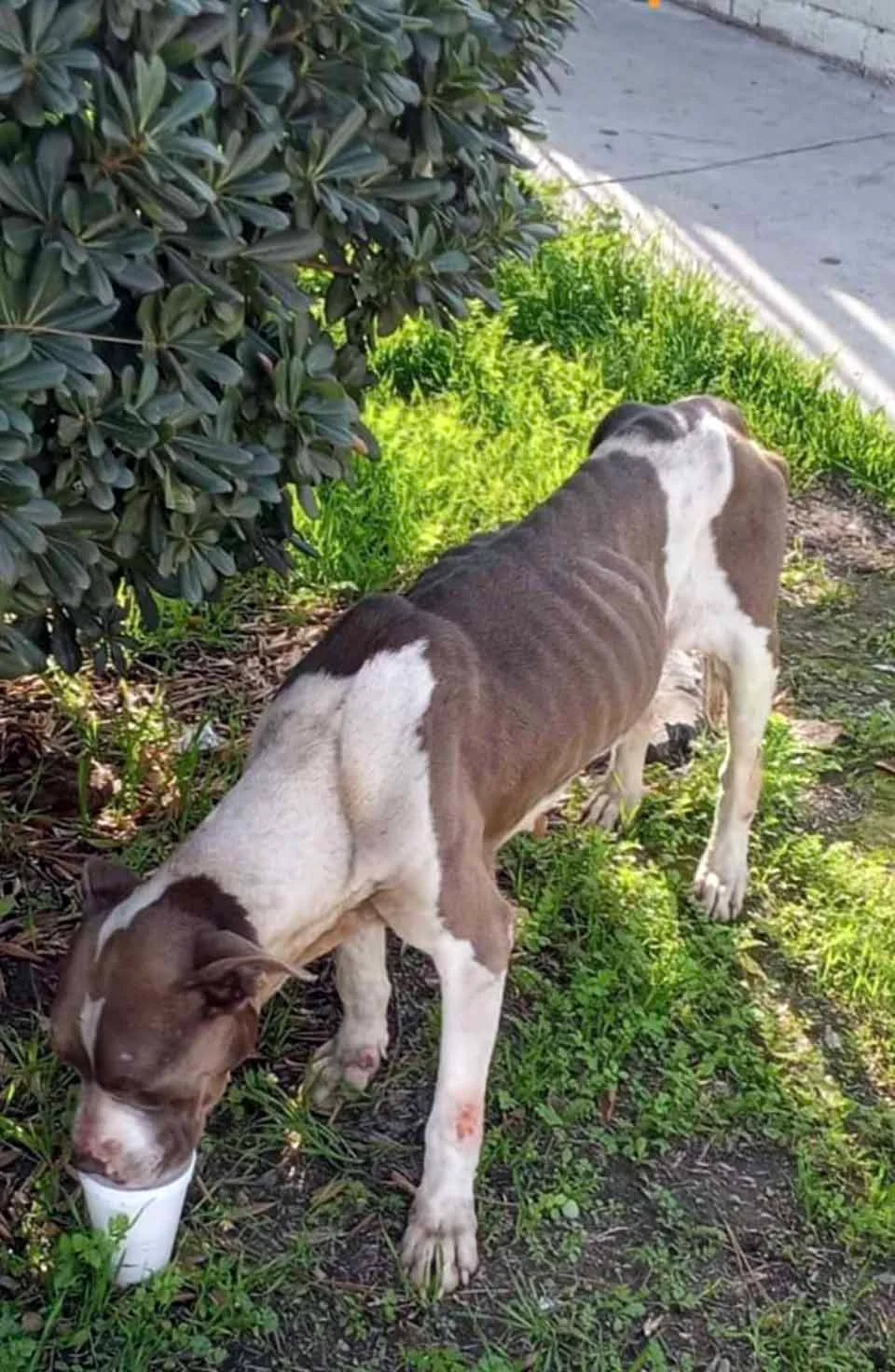 Perrita solitaria pasa la pata a través de las rejas para tomar de la mano a los que pasan 2 Perrita solitaria pasa la pata a través de las rejas