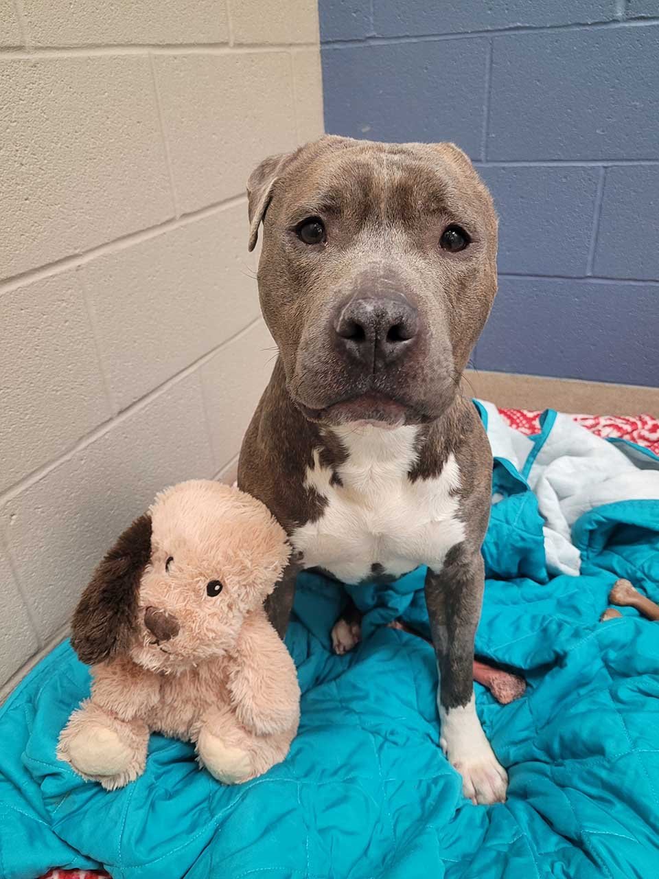 Perrito de un refugio al que le falta una oreja