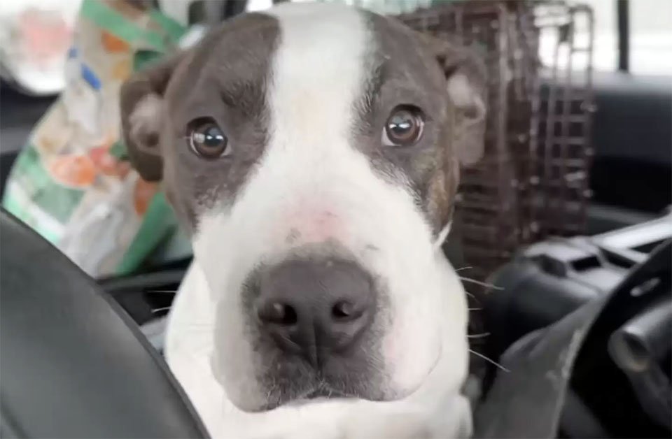 Perro abandonado busca de inmediato a su rescatista para recibir mimos 7 Perrito encuentra ayuda