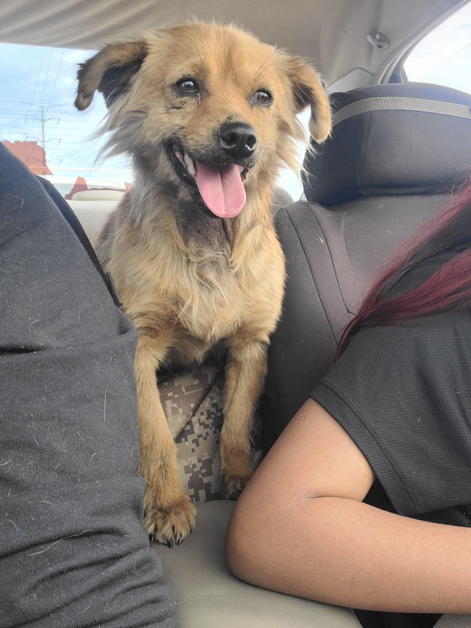 Perrito encuentra ayuda