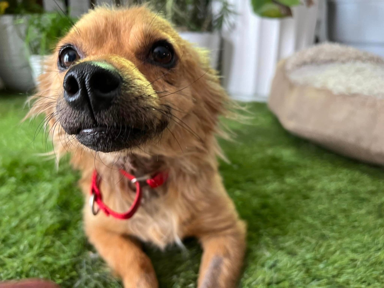 Perrito feliz
