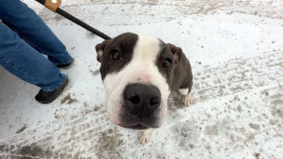 Perro abandonado busca de inmediato a su rescatista para recibir mimos 6 Perrito rescatado