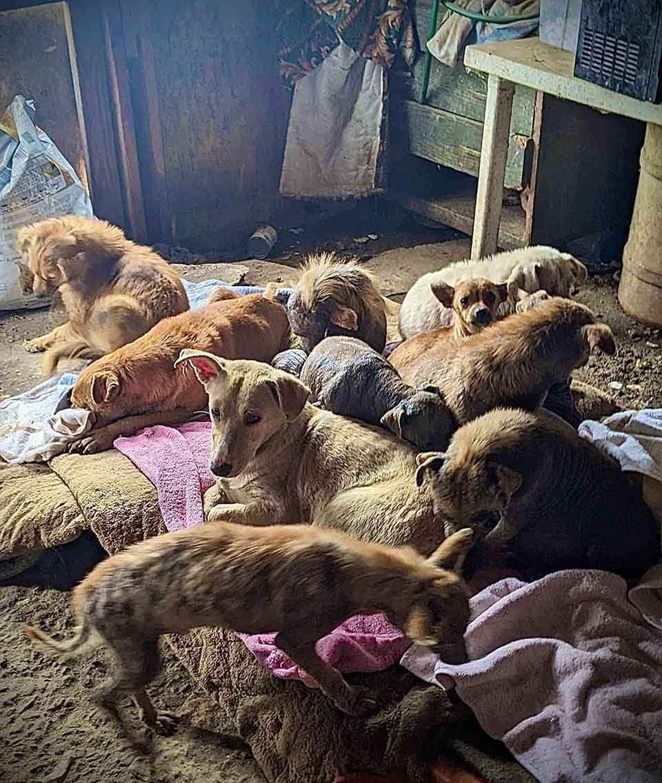 Perritos rescatados