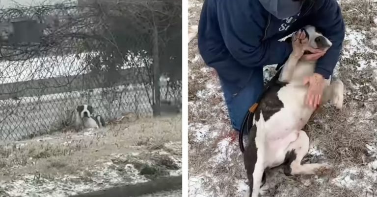 Perro abandonado busca de inmediato a su rescatista para recibir mimos