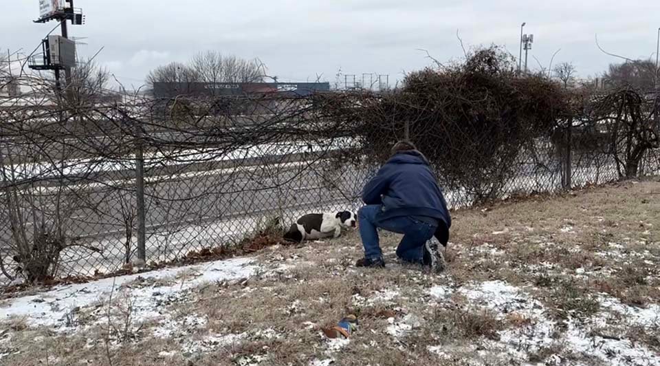 Perro abandonado busca de inmediato a su rescatista para recibir mimos 5 Perro abandonado en una autopista encuentra ayuda