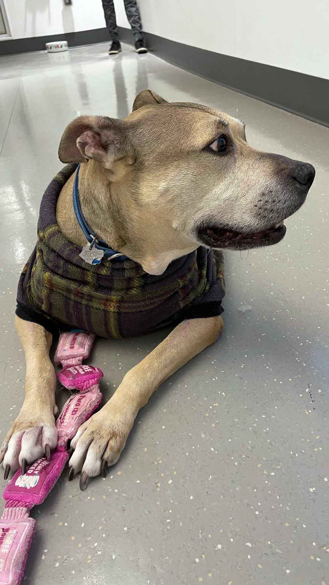 Perro de refugio