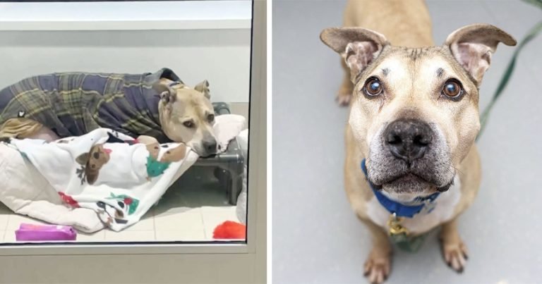 Perro mayor que esperó casi 10 años por un hogar, es tan feliz ahora