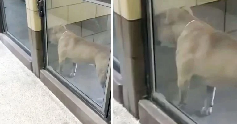 Perro no dejaba de llorar en el refugio y ahora es tan feliz en su viaje a la libertad