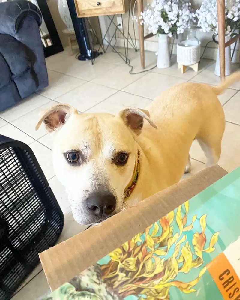 Perro no dejaba de llorar en el refugio y ahora es tan feliz en su viaje a la libertad 1 Perro que no dejaba de llorar