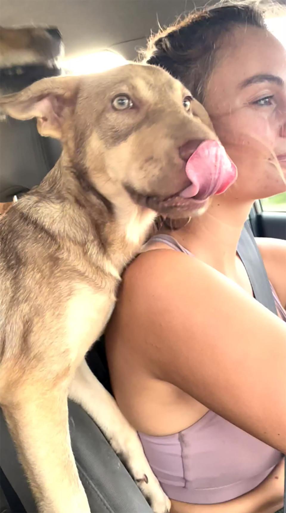 Perro rescatado
