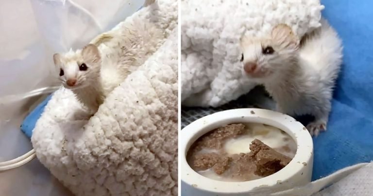 Rehabilitadora de vida silvestre acoge a un misterioso animal que le robó el corazón