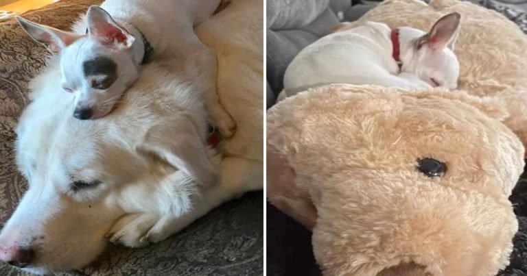 Pequeño perro que perdió a su mejor amigo se acurruca con un juguete que se parece a él