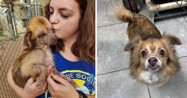 Perrita encontrada comiendo basura se transforma impresionantemente gracias al amor