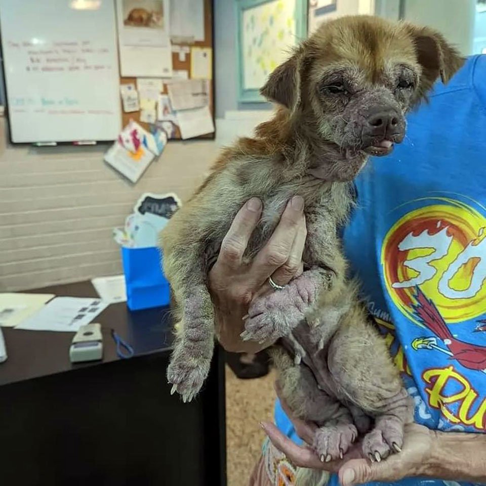 Perrita encontrada comiendo basura se transforma impresionantemente gracias al amor 5 Perrita encontrada comiendo basura