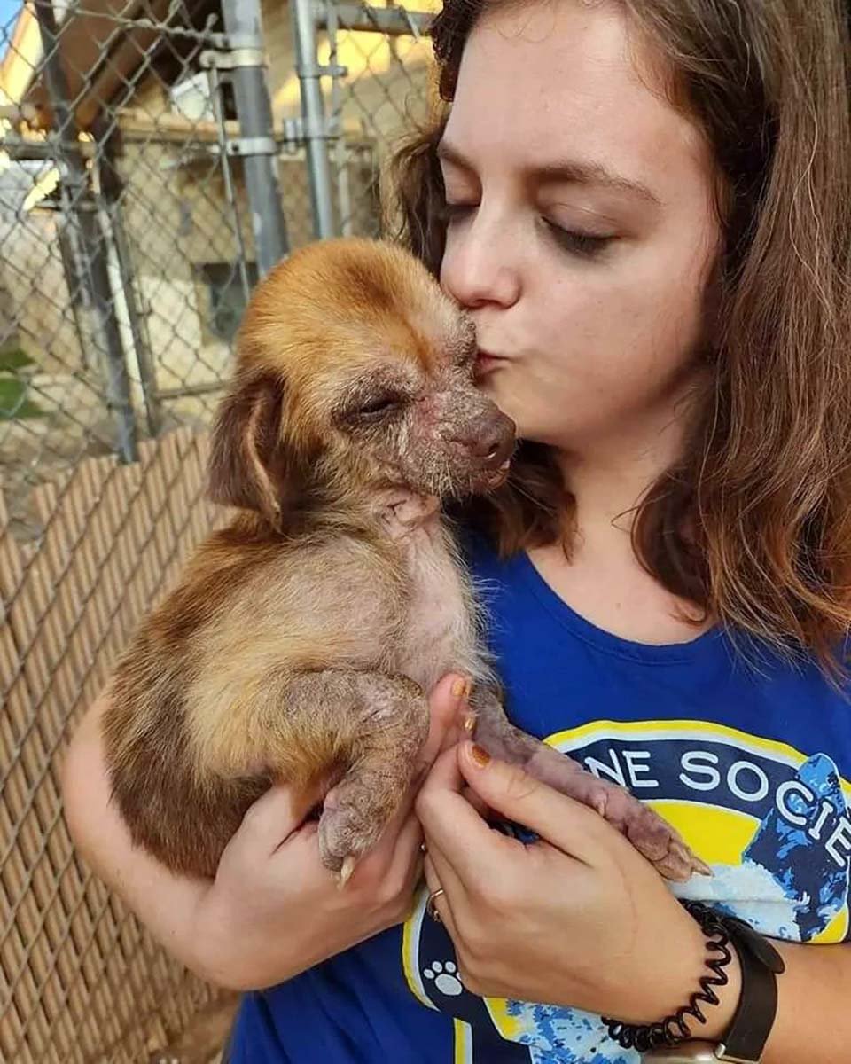 Perrita encontrada comiendo basura se transforma impresionantemente gracias al amor 6 Perrita es rescatada