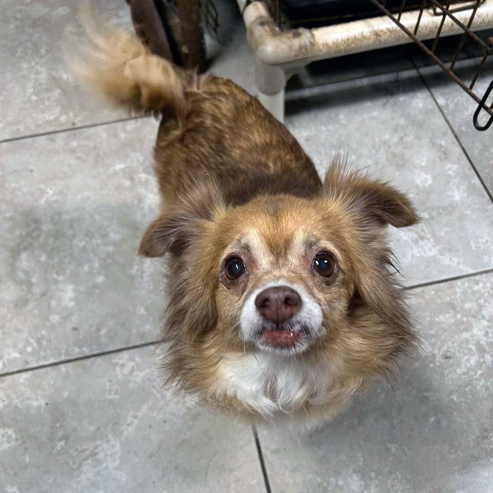 Perrita encontrada comiendo basura se transforma impresionantemente gracias al amor 7 Perrita rescatada