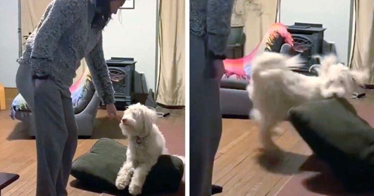 Perrito sordo y ciego está tan feliz cuando huele un aroma familiar