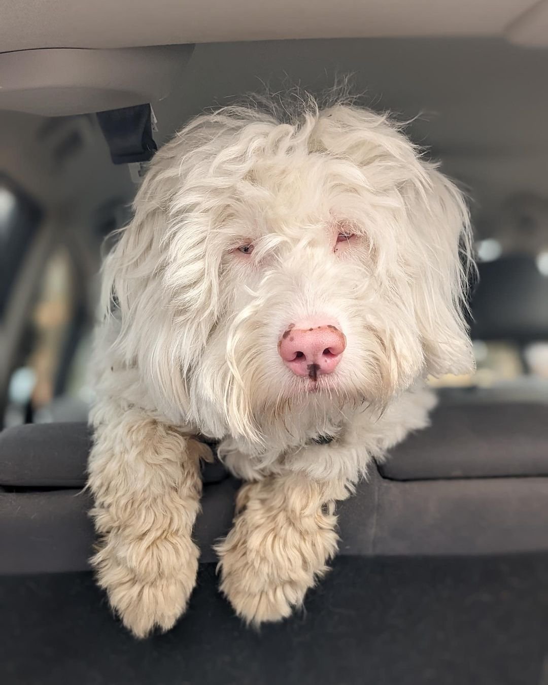 Perrito sordo y ciego