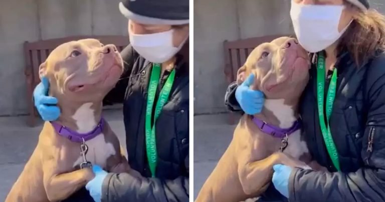 Pitbull sin hogar sonríe a todos los que conoce esperando que lo adopten