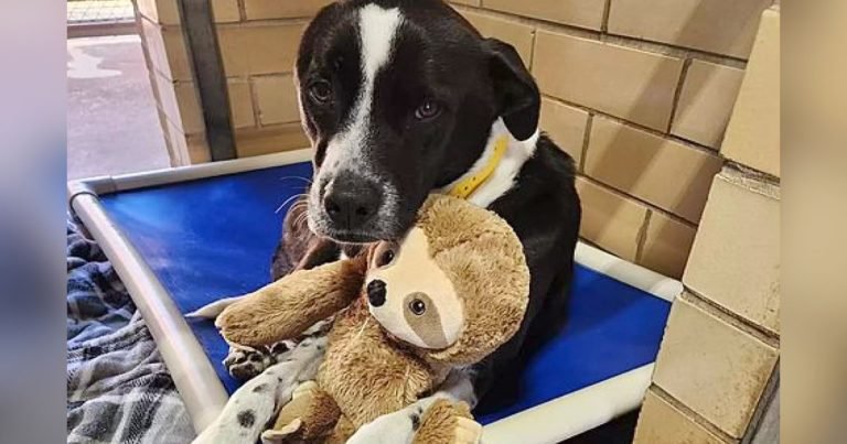 Perrita se acurruca con un perezoso de peluche en el refugio esperando una familia