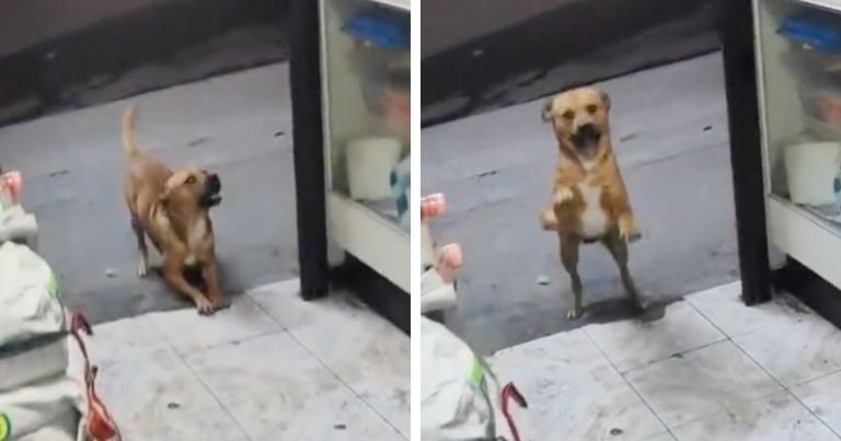 Perrito está tan agradecido con el tendero que fue amable con él
