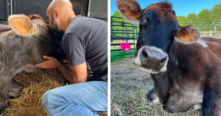 Vaca ciega no deja de abrazar y besar a las personas que la rescataron