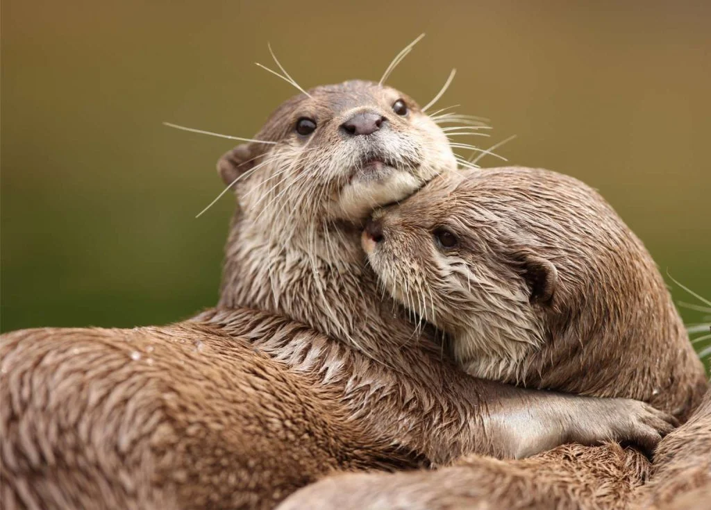 Abrazo de nutrias