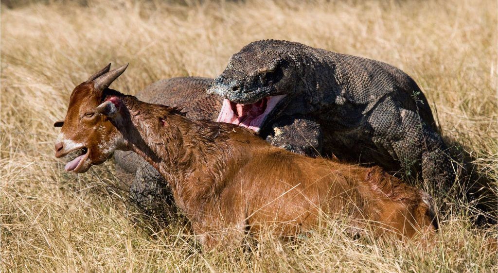 Dragón de Komodo atacando una cabra