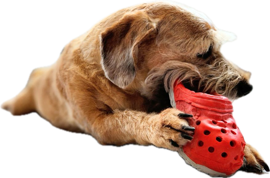 Asóciate con nosotros 1 perro mordiendo juguete