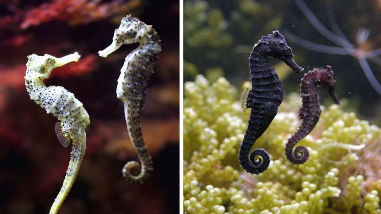 La reproducción de los caballitos de mar: un ritual único