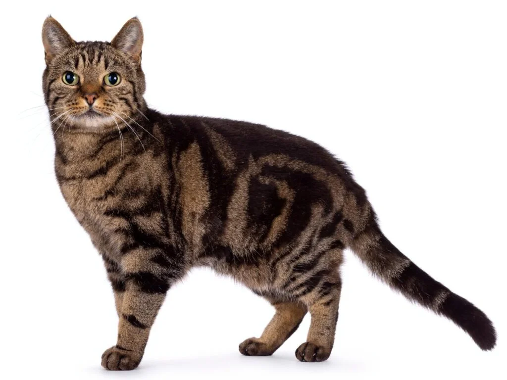 Gato atigrado clásico de pie mostrando sus manchas 