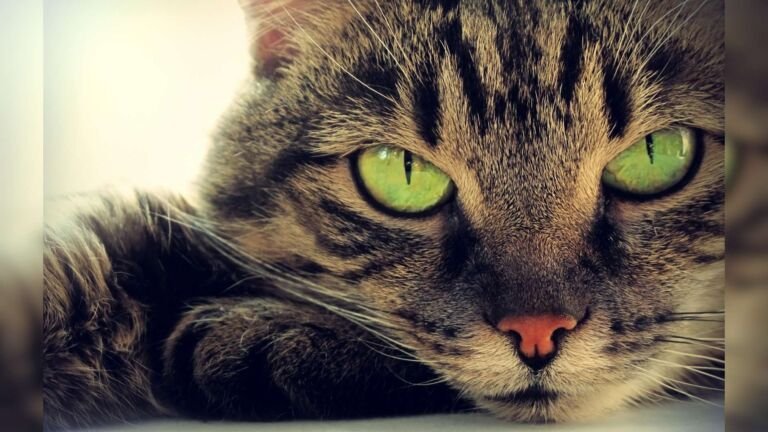 Gatos atigrados o Tabby: Conoce más sobre estos Félidos
