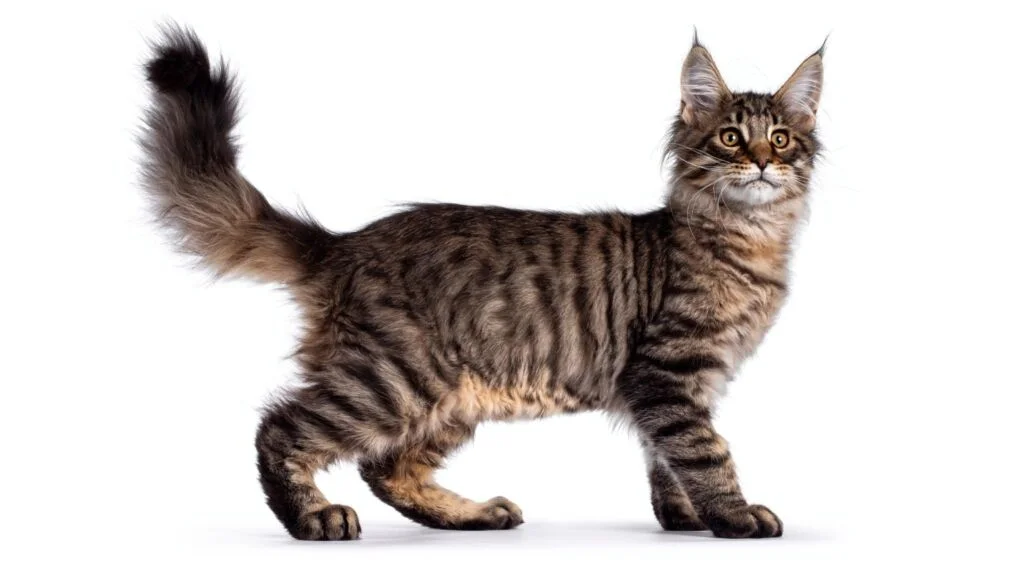 Gato Tabby con patrón de pelaje Mackerel