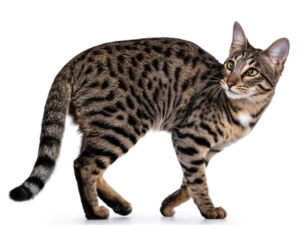 Gato atigrado con patrón de pelaje Spotted
