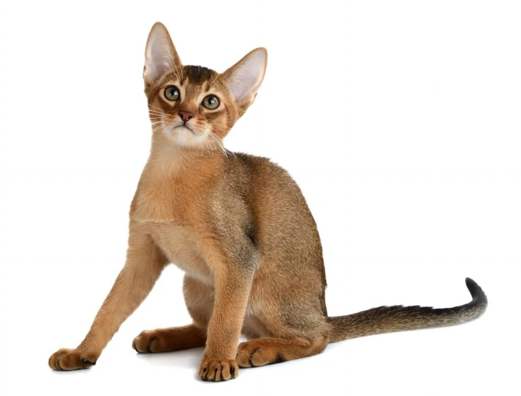 Gato Tabby con patrón Ticked en su pelaje 