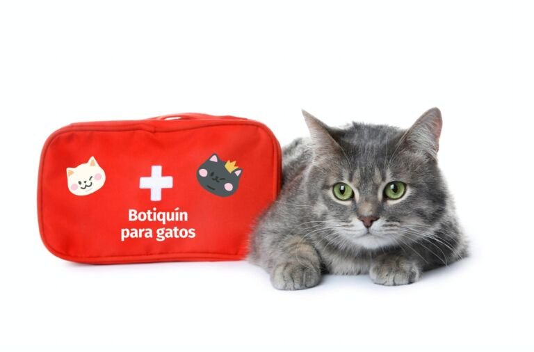 Te Enseñamos Cómo Preparar un Botiquín para Gatos