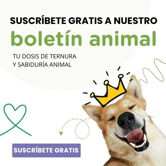 spot_img