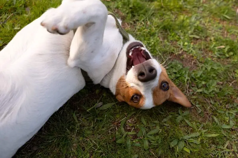 ¿Los Perros Mienten? La Ciencia lo Explica 1 Perros mienten