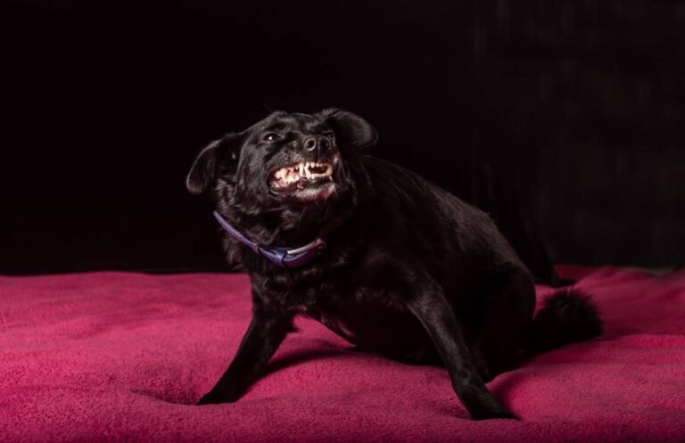 ¿Los Perros Mienten? La Ciencia lo Explica