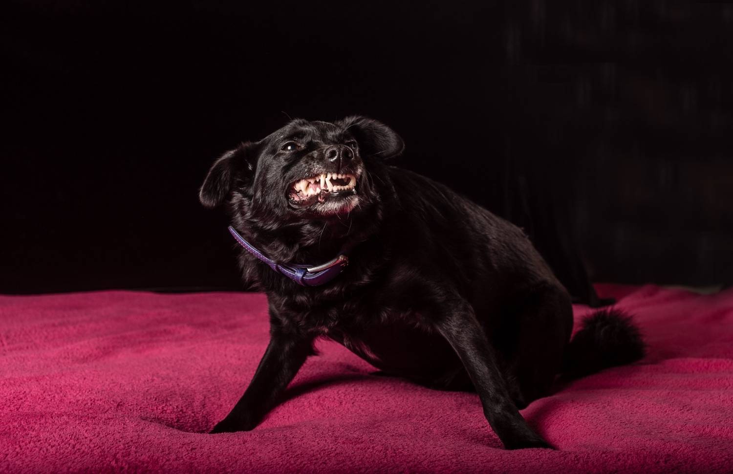 Los perros mienten - Perro con lo que parece ser una sonrisa fingida