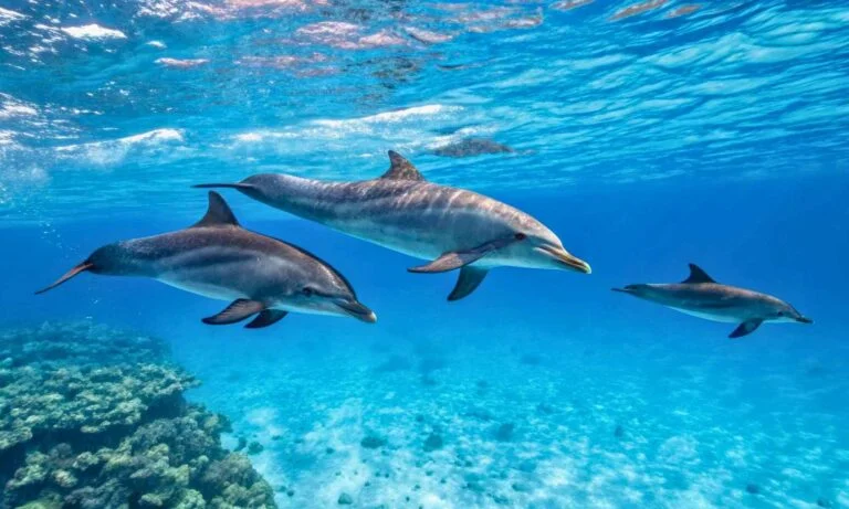 ¿Es cierto que todos los delfines tienen nombre? – Un Análisis Científico de los Silbidos Firma