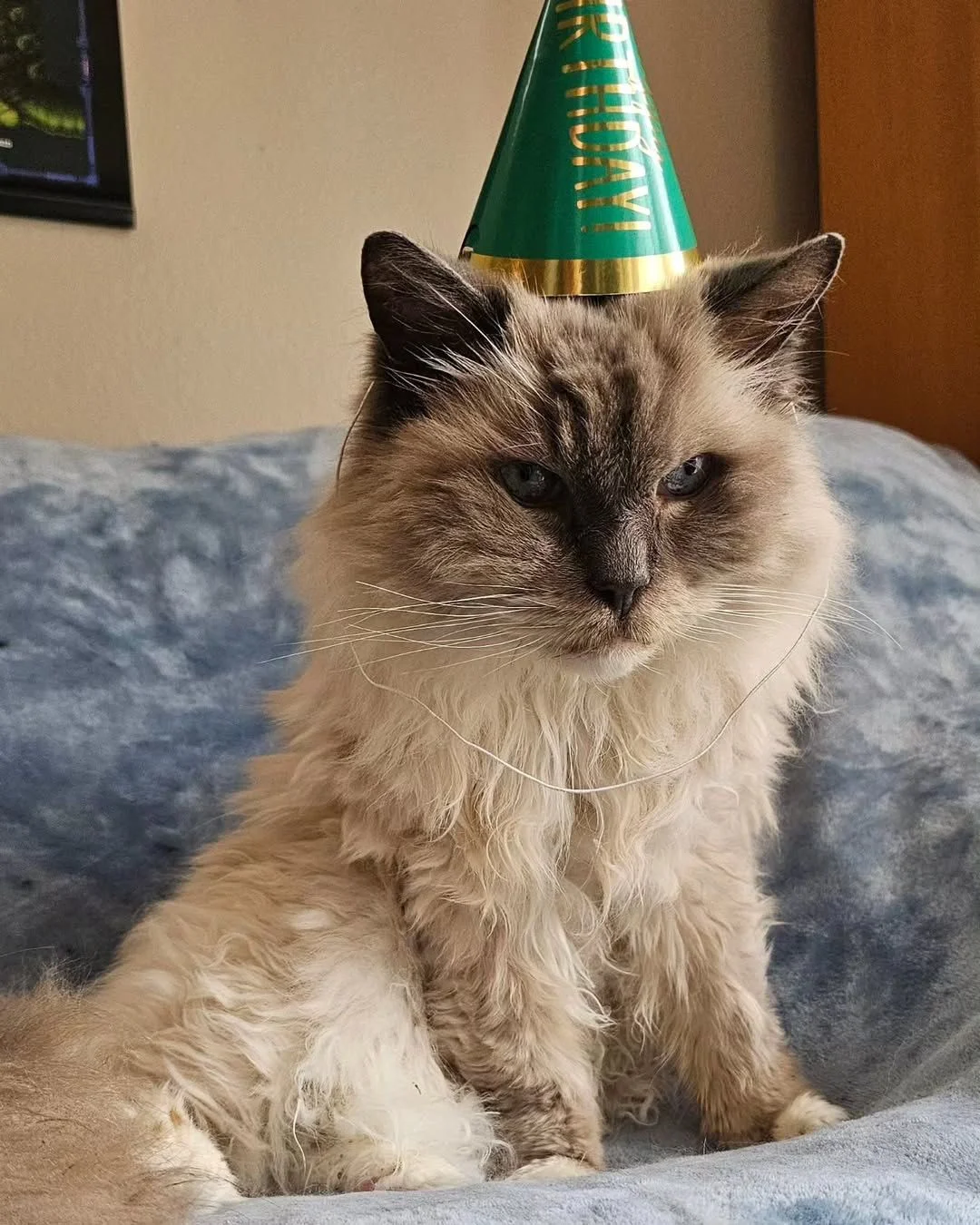 Hombre y su gato recrean una foto 20 años después 3 Cumpleaños Gandalf