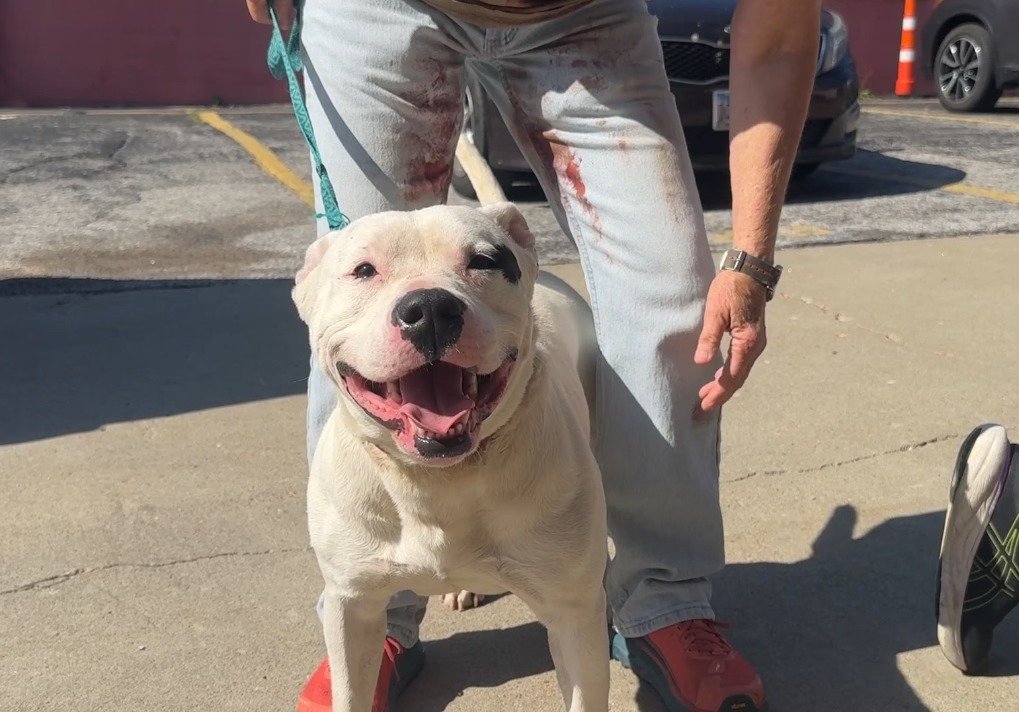 Rescatistas encuentran a una perrita herida en la carretera y su fiel protectora 7 Diamond acompañaba a su hermana