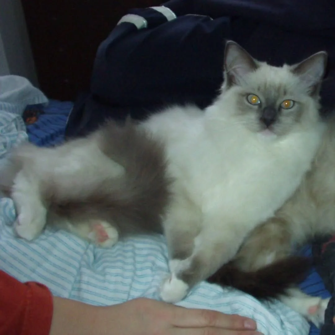 Hombre y su gato recrean una foto 20 años después 1 Gandalf