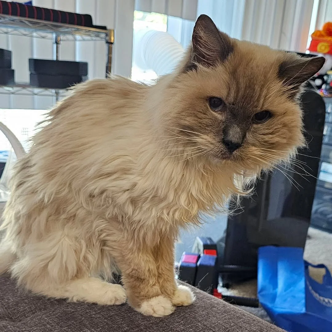 Hombre y su gato recrean una foto 20 años después 5 Gato gandalf