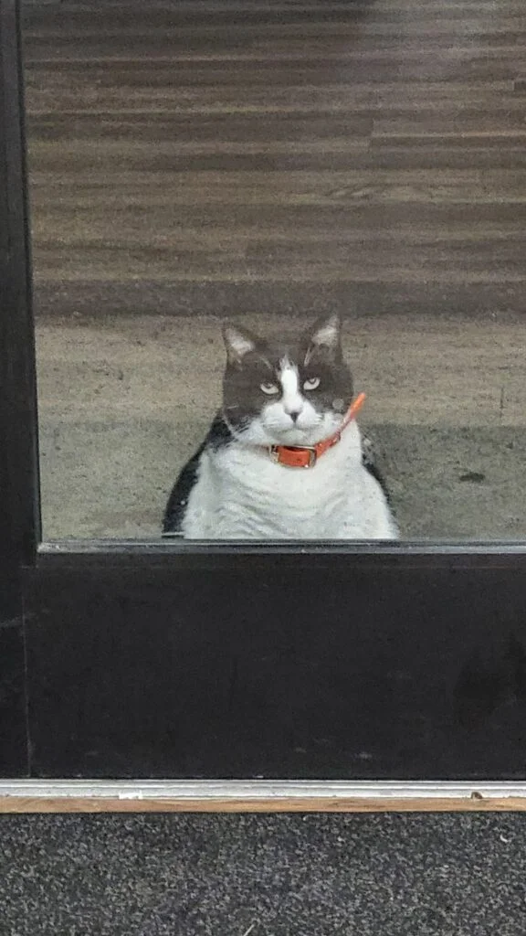 Gato gordito es el primero en la fila de la tienda de donas 7 Gato gordito hace fila